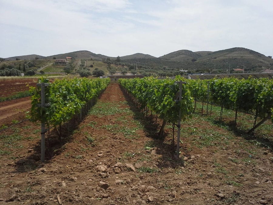 rows of vines at Liepouris Winery vineyards in the background of blue sky and mountains